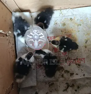 Chinese Ducklings for Sale