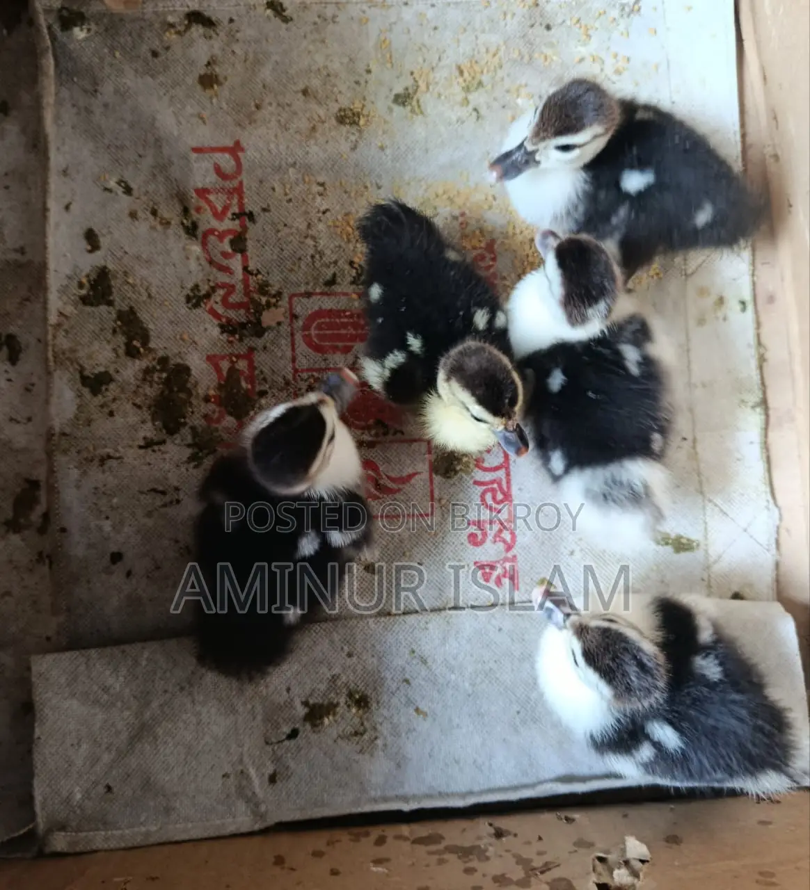 Chinese Ducklings for Sale