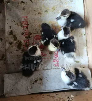 Chinese Ducklings for Sale