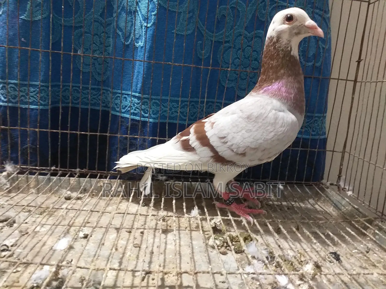 মিলি পাইড রেসার নর