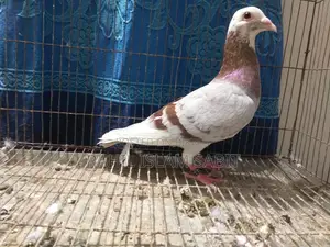 মিলি পাইড রেসার নর