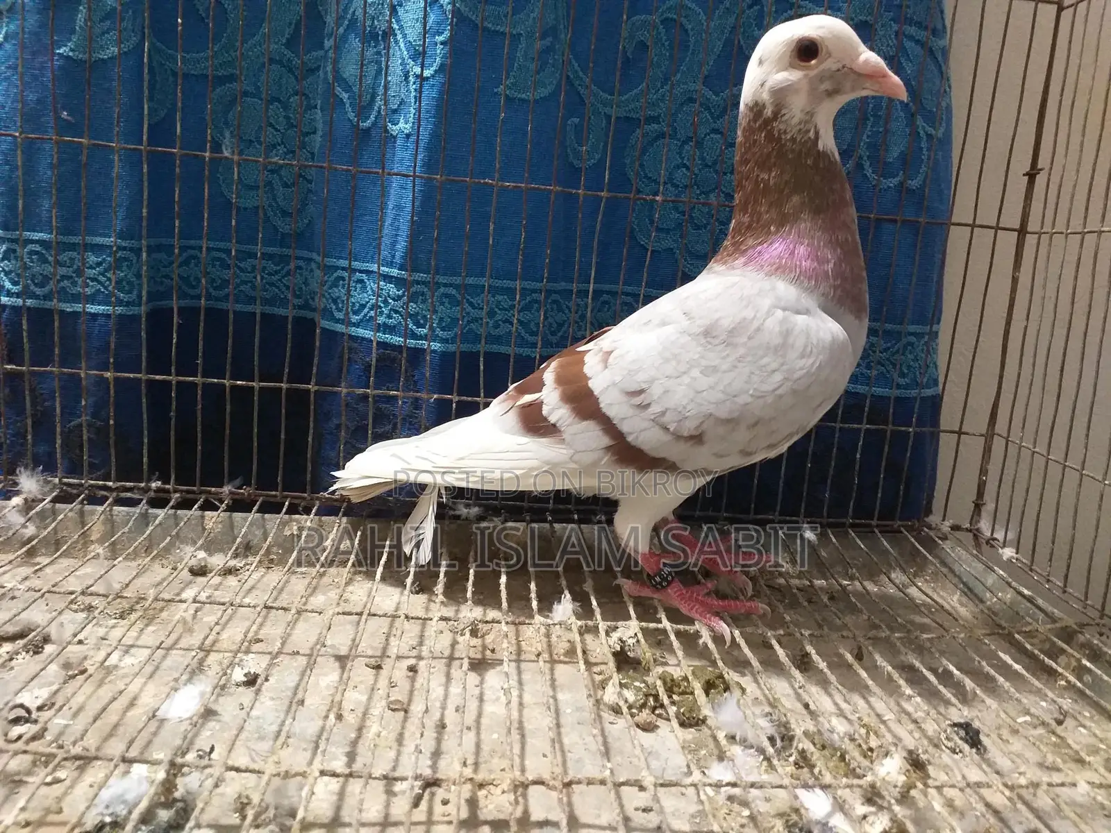 মিলি পাইড রেসার নর