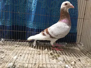 মিলি পাইড রেসার নর