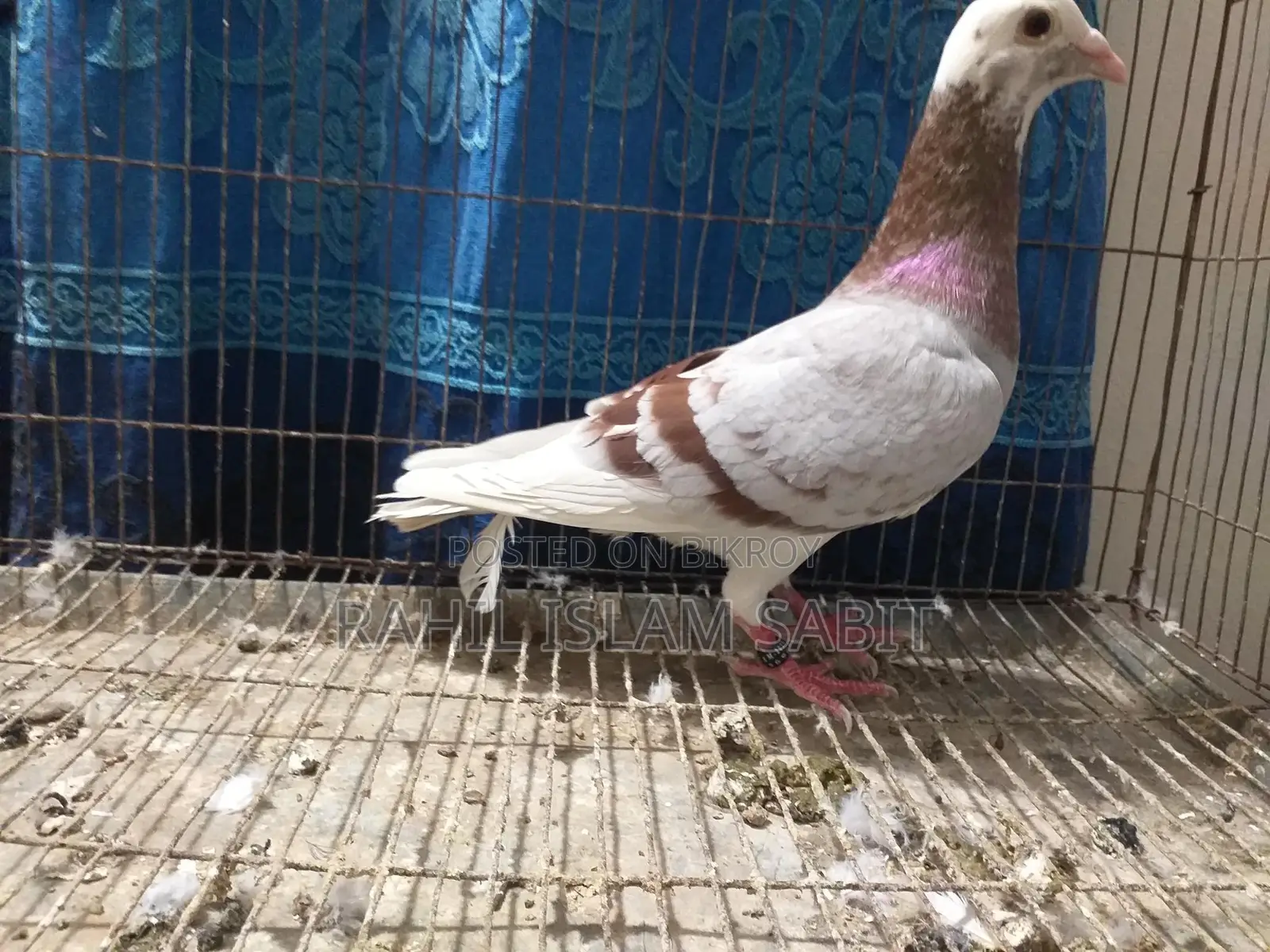 মিলি পাইড রেসার নর