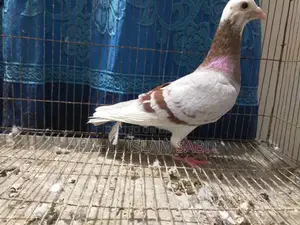 মিলি পাইড রেসার নর