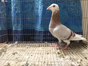 মিলি পাইড রেসার নর