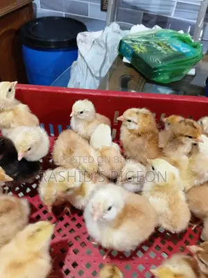 টাইগার মুরগির বাচ্চা