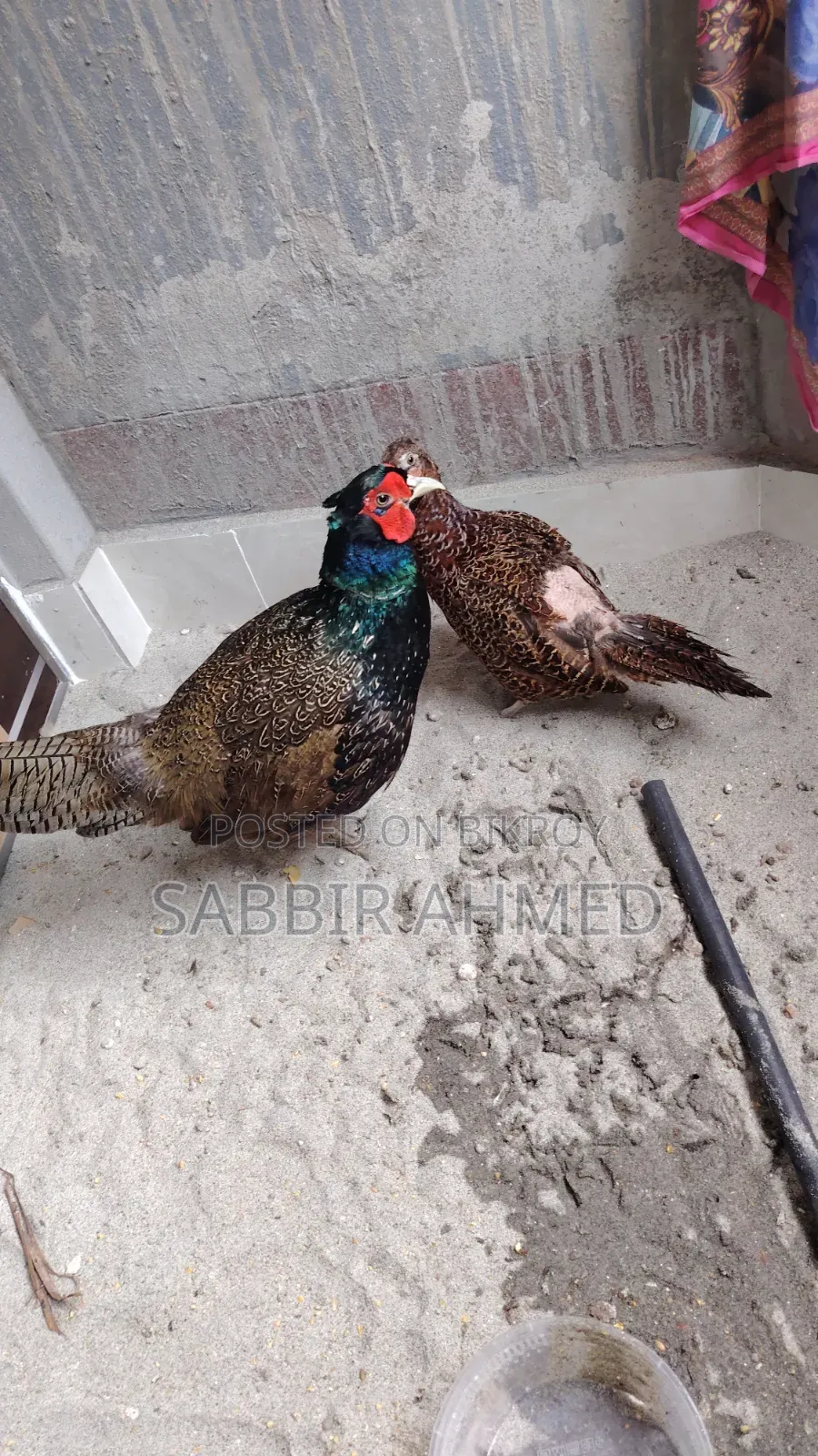 Green Pheasant