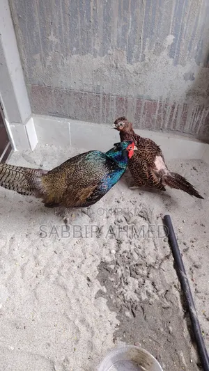 Green Pheasant