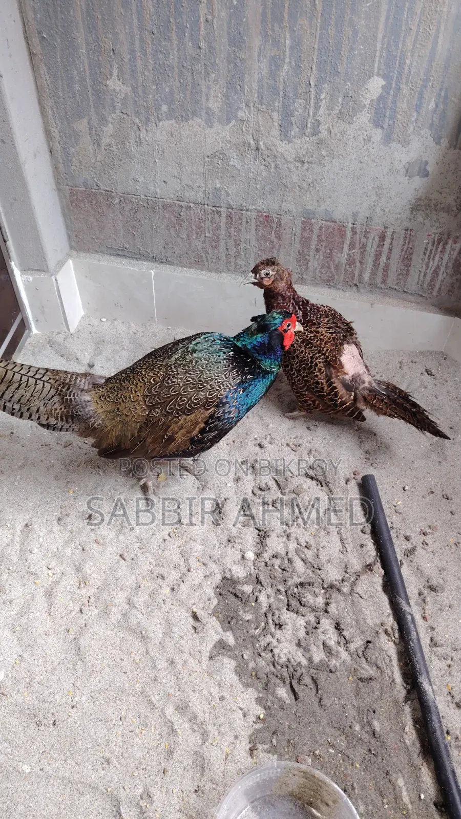 Green Pheasant