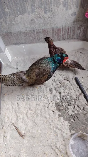 Green Pheasant