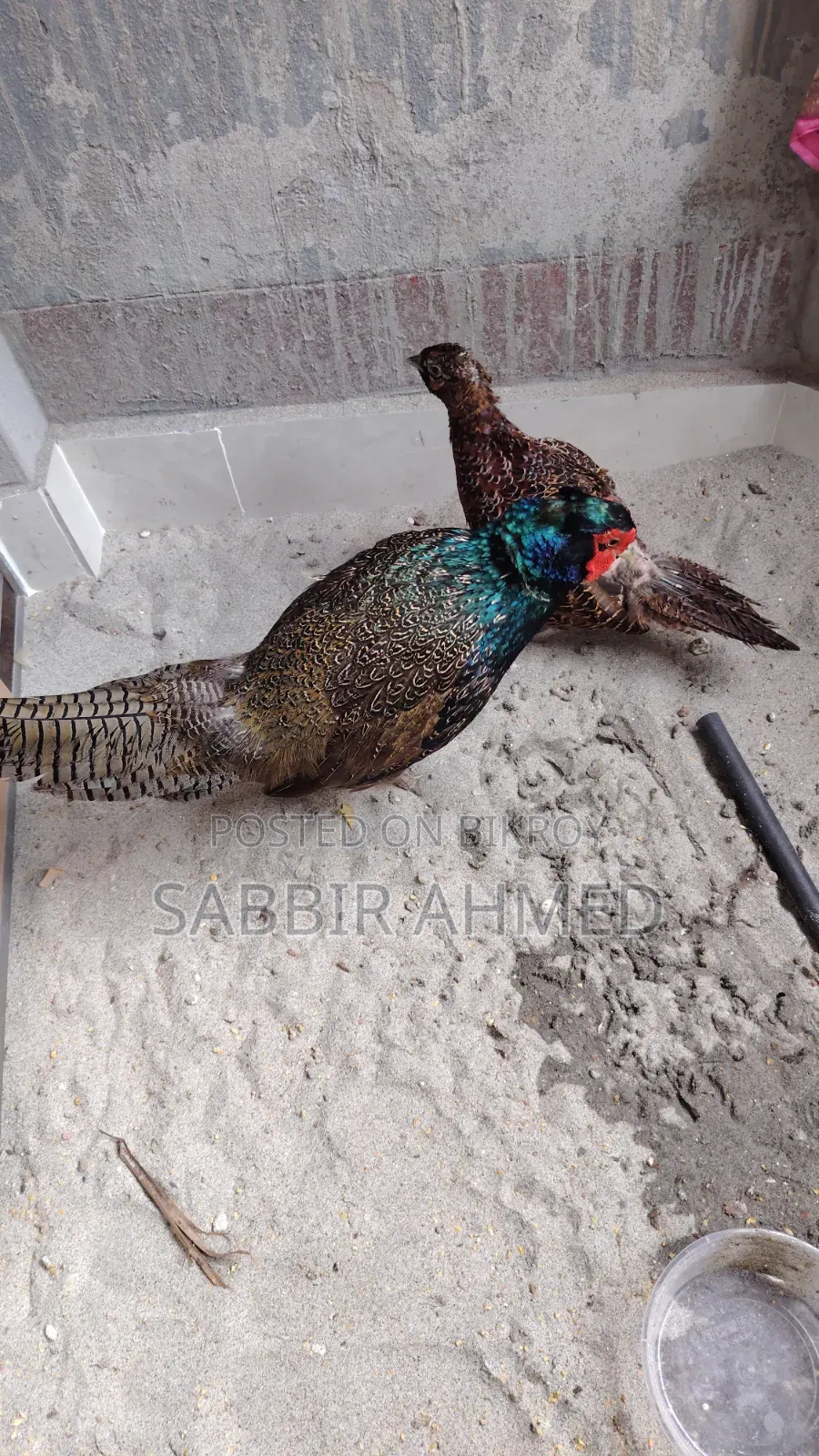 Green Pheasant