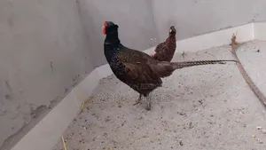 Green Pheasant