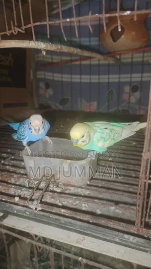 Running Budgie Pair