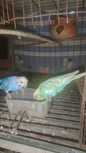 Running Budgie Pair