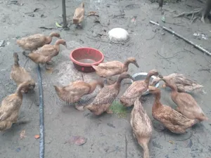 Egg-laying Khaki Campbell Ducks