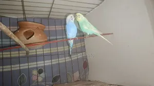 Running Budgie Pair