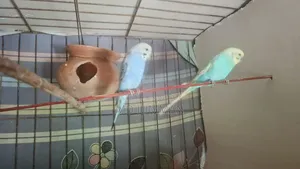 Running Budgie Pair