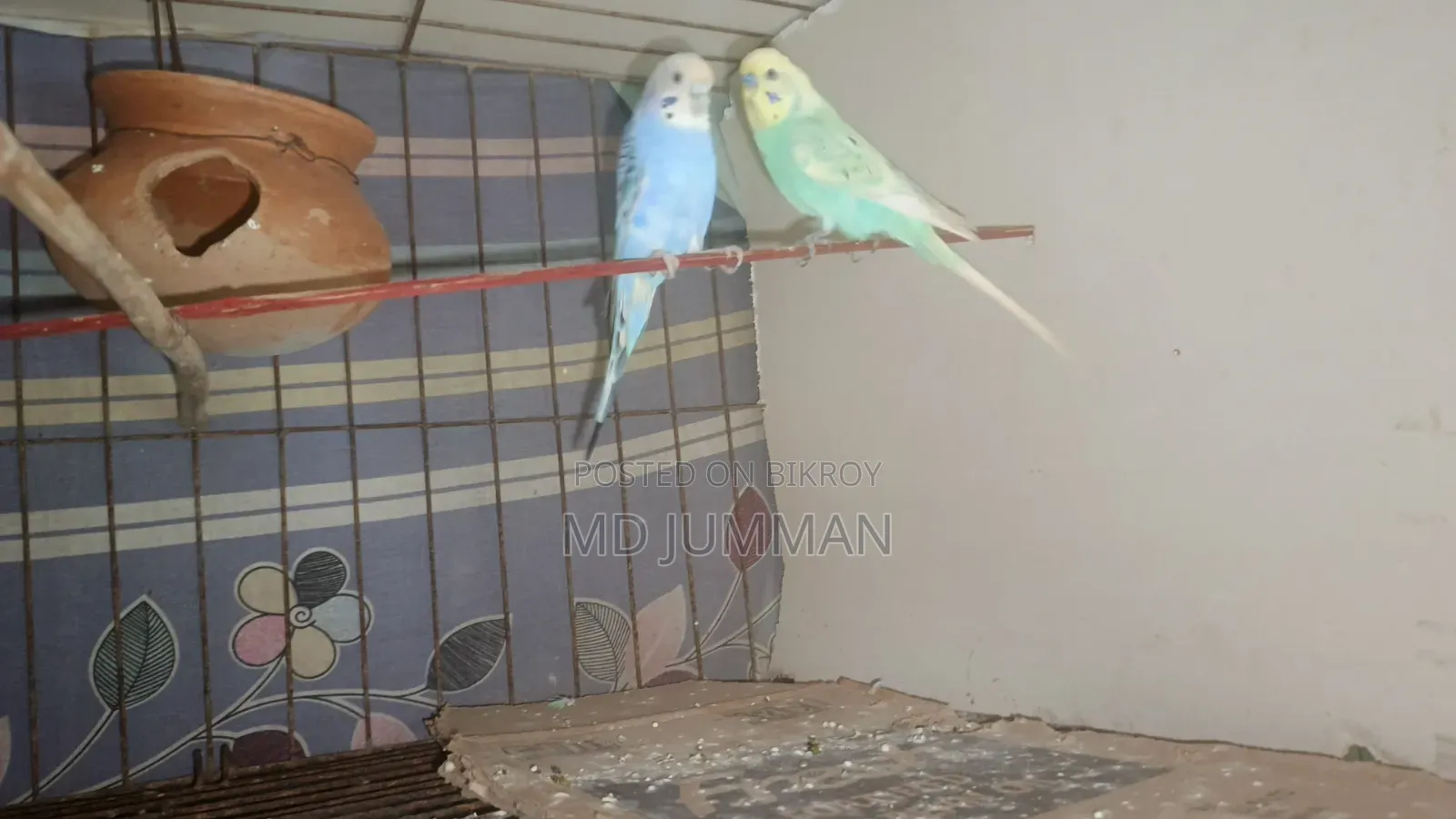 Running Budgie Pair