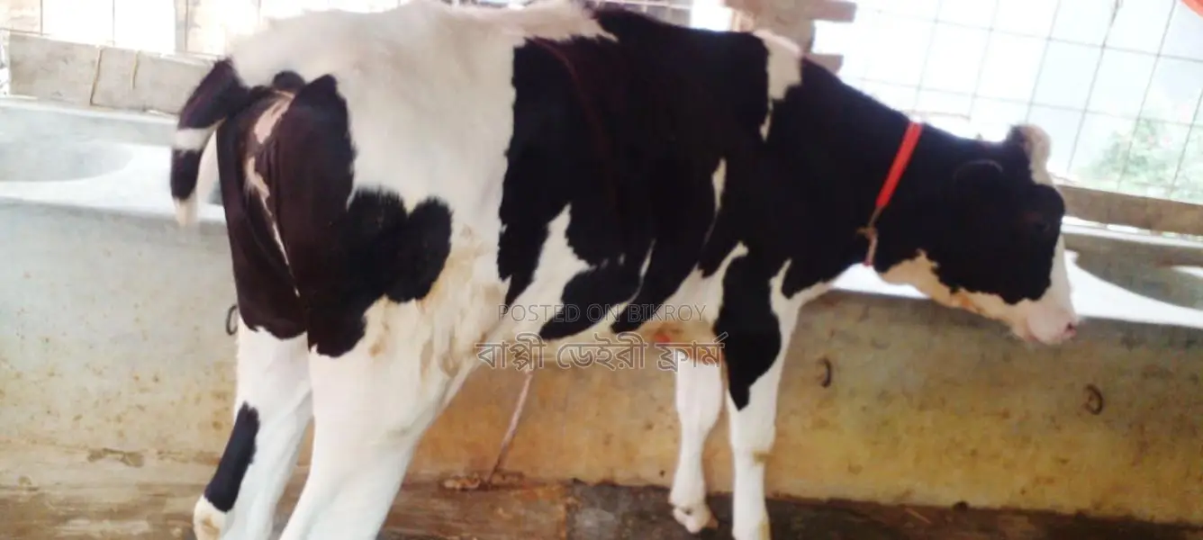 ১২০৪নং বকনা গরু বিক্রয় হবে ।