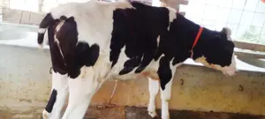 ১২০৪নং বকনা গরু বিক্রয় হবে ।