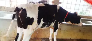 ১২০৪নং বকনা গরু বিক্রয় হবে ।