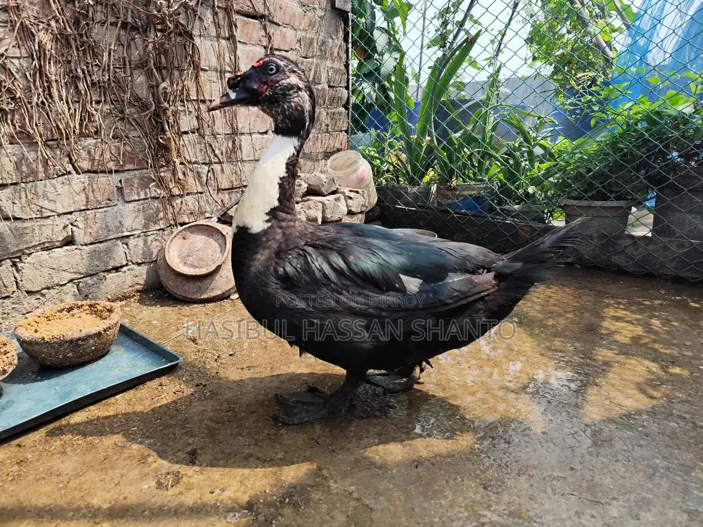 Chinese Duck