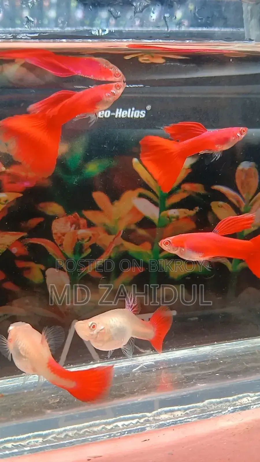 রেড মস্ক গাপ্পি