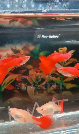 রেড মস্ক গাপ্পি