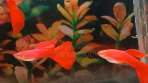 রেড মস্ক গাপ্পি