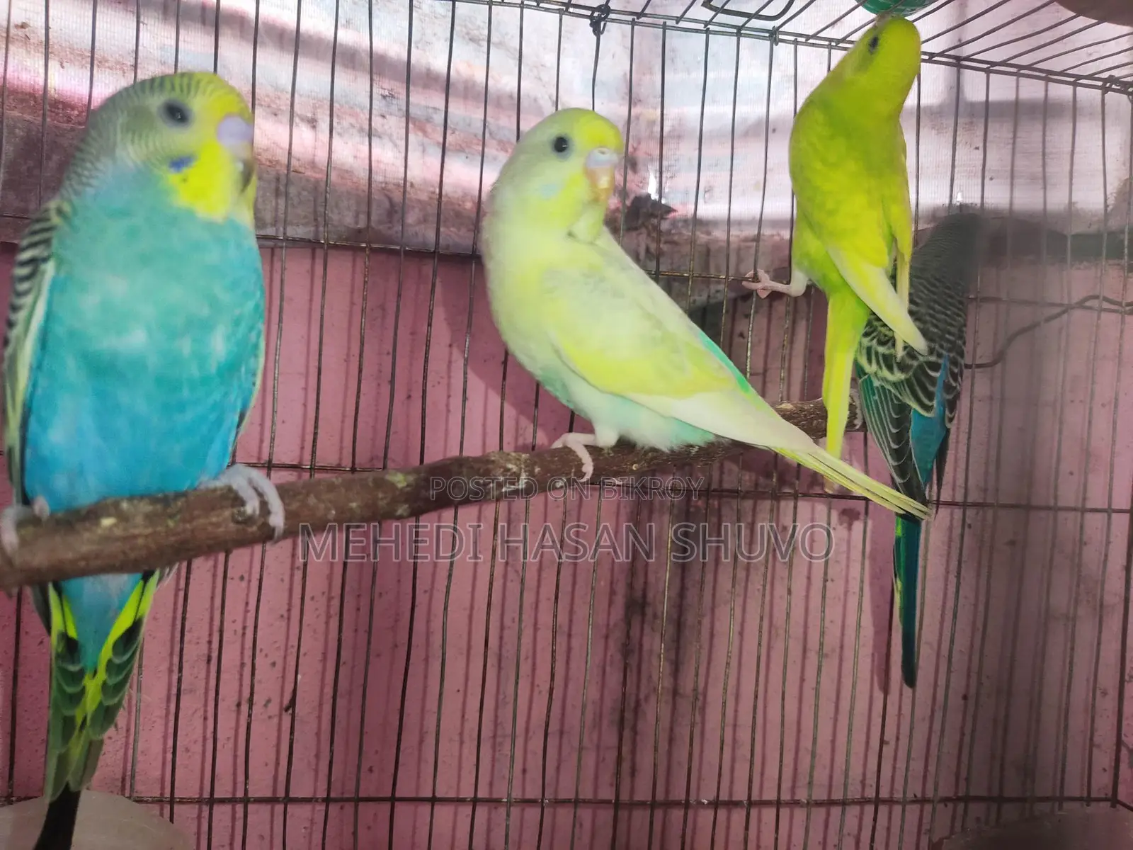 সুন্দর কিছু রেনবো এডাল্ট ও সেমি বাজরিগার বিক্রি হবে