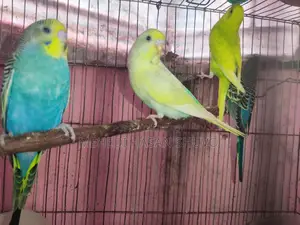 সুন্দর কিছু রেনবো এডাল্ট ও সেমি বাজরিগার বিক্রি হবে