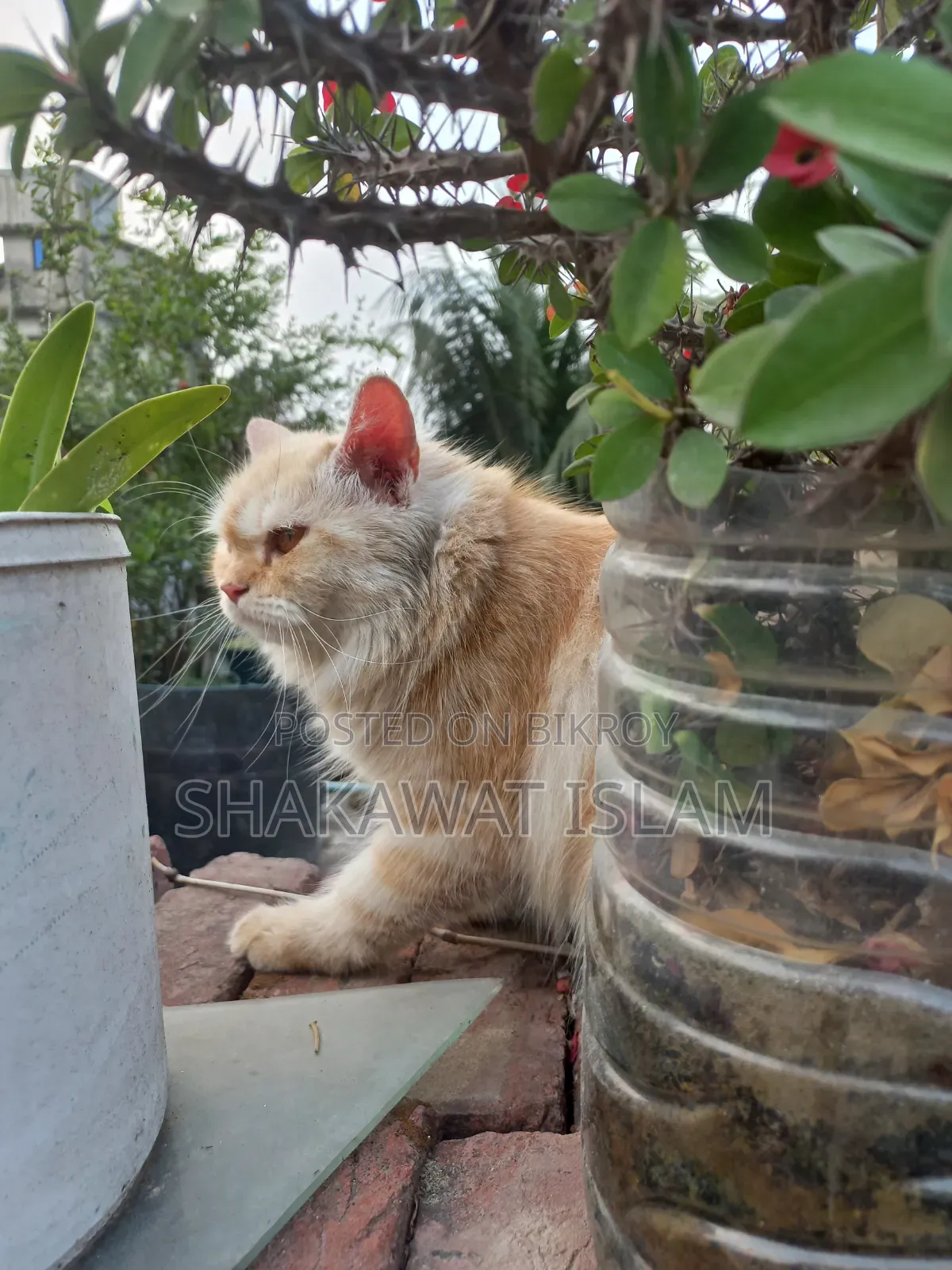 1+ Year Female Purebred Persian