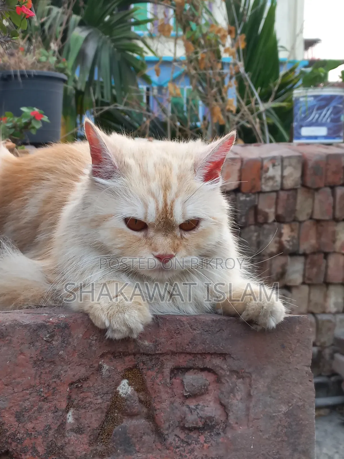 1+ Year Female Purebred Persian