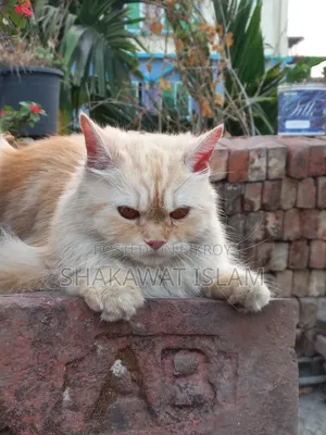 1+ Year Female Purebred Persian