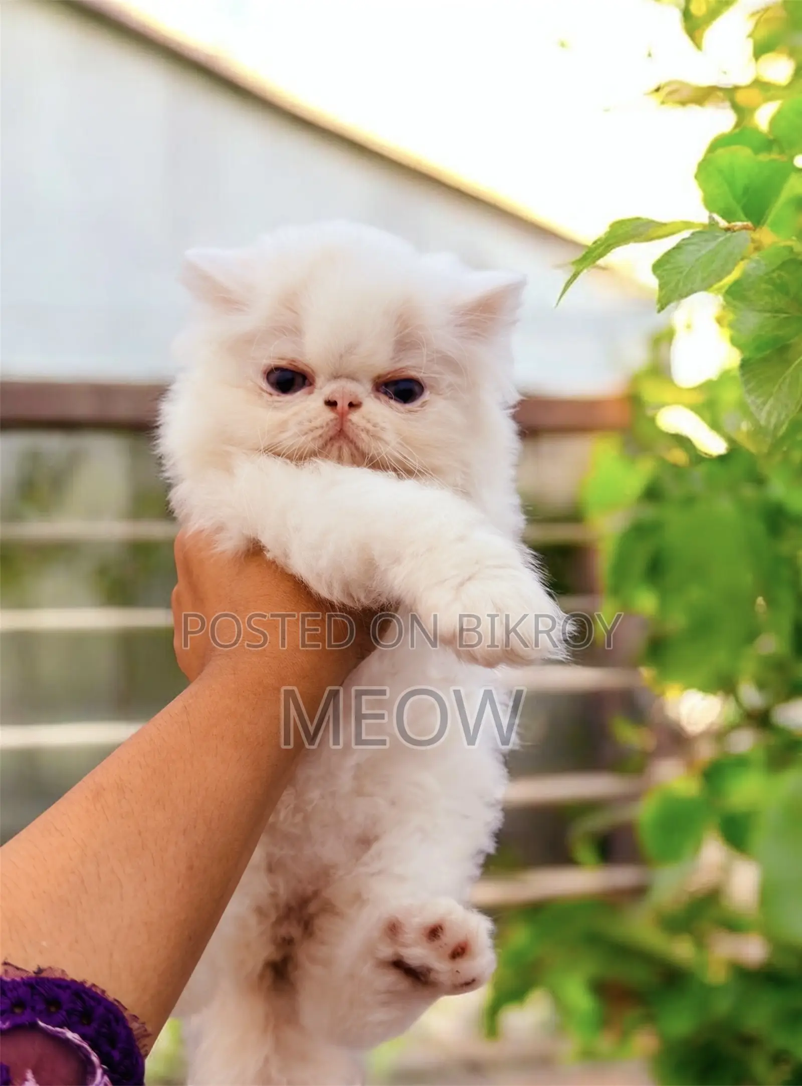 1-3 Months Female Purebred Exotic