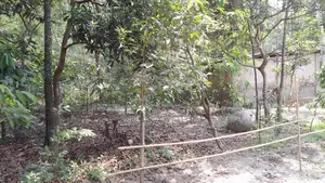 Urgent sale of 4.5 decimal and 3 decimal land