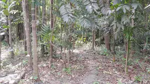 Urgent sale of 4.5 decimal and 3 decimal land
