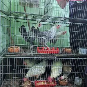 অর্ডার দিয়ে বানানো খাচা