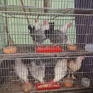 অর্ডার দিয়ে বানানো খাচা