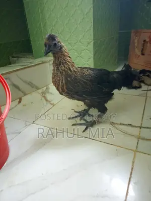 ক্সস সিলকি মুরগি