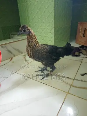ক্সস সিলকি মুরগি