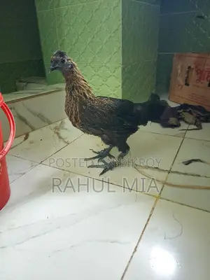 ক্সস সিলকি মুরগি
