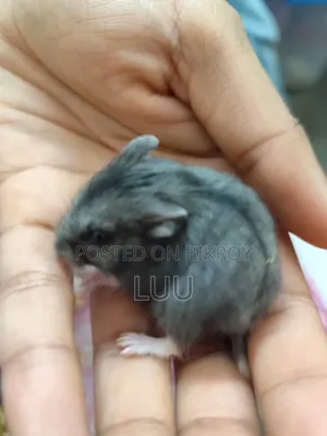 ৬ সপ্তাহ বয়সী রাশিয়ান ডোয়ার্ফ হ্যামস্টার জোড়া