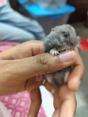 ৬ সপ্তাহ বয়সী রাশিয়ান ডোয়ার্ফ হ্যামস্টার জোড়া