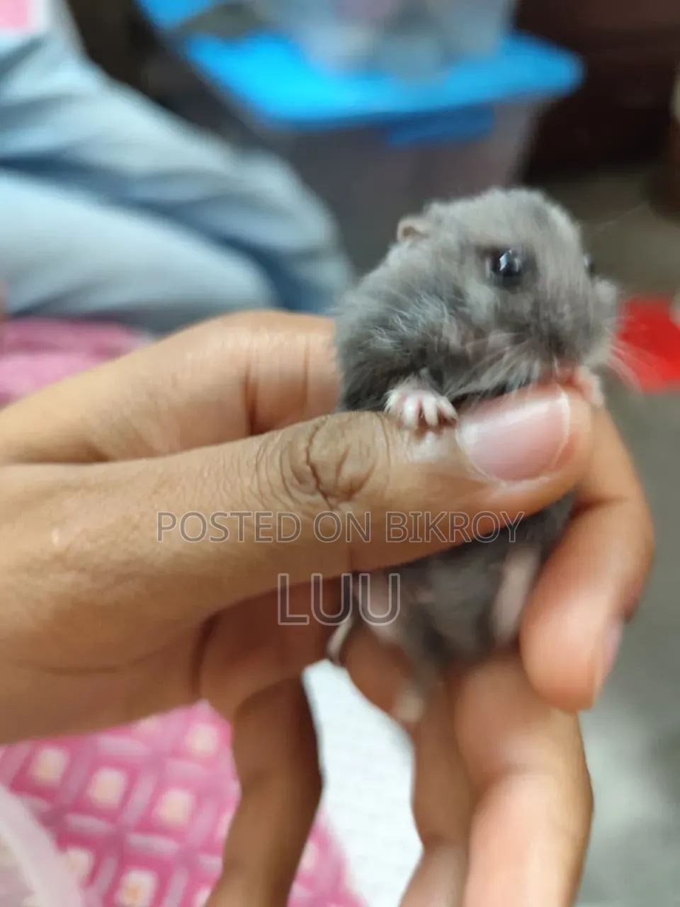 ৬ সপ্তাহ বয়সী রাশিয়ান ডোয়ার্ফ হ্যামস্টার জোড়া