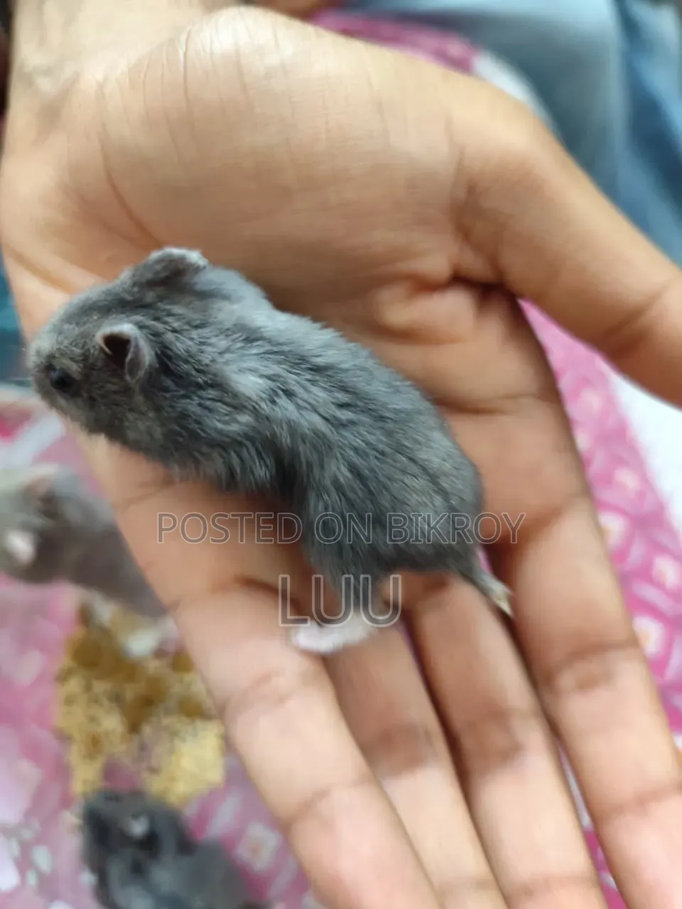 ৬ সপ্তাহ বয়সী রাশিয়ান ডোয়ার্ফ হ্যামস্টার জোড়া