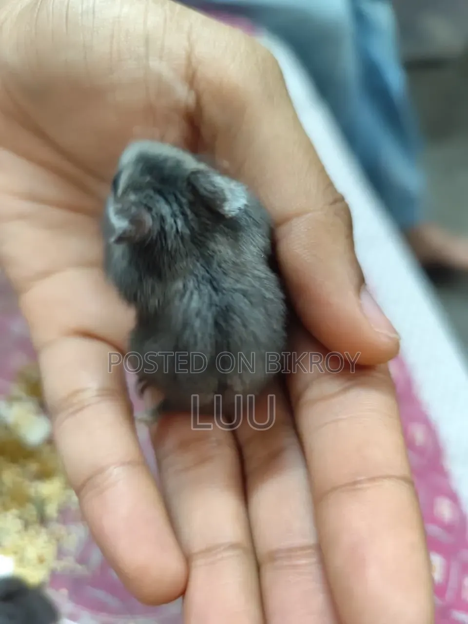 ৬ সপ্তাহ বয়সী রাশিয়ান ডোয়ার্ফ হ্যামস্টার জোড়া