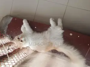 বিড়াল বিক্রয়