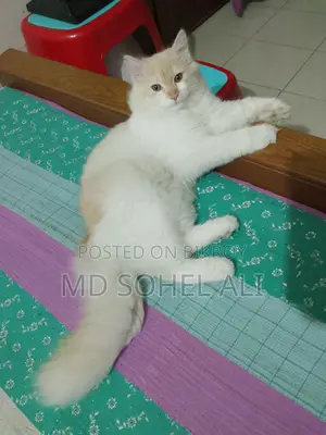 বিড়াল বিক্রয়